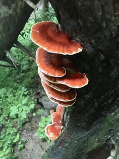 a group of mushrooms growing on the side of a tree