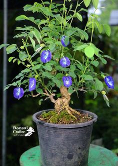 a potted plant with blue flowers and green leaves