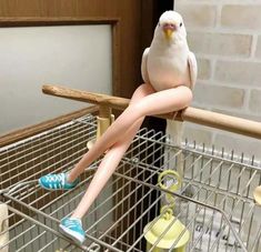 a white bird sitting on top of a wire cage next to a woman's legs