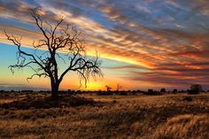 a lone tree stands in an open field at sunset