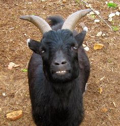 a black goat with long horns standing on dirt