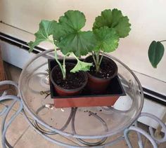 two potted plants sitting on top of a glass table