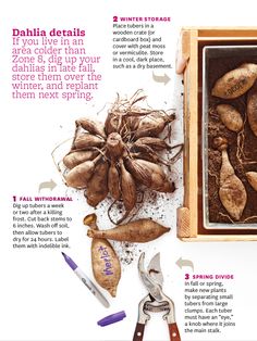 the instructions for how to grow and use ginger root