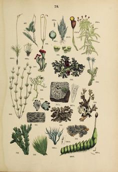 an illustration of various plants and other things in the wild, including seaweed, corals