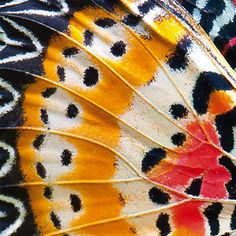 close up view of the wings of a butterfly's wing, with multicolored patterns