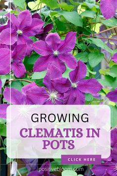 Check out these main tips that will help you grow clematis in pots, find out why it isn’t flourishing, and discover beautiful species you can plant today. Displaying Pots In Garden, Clematis In Containers, Clematis In A Pot, Clematis In A Pot Container Garden, Where To Plant Clematis, Climbing Plants In Pots, Clematis In Pots, Clematis Trellis Ideas, Clematis Companion Plants