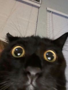 a black cat with big yellow eyes looking at the camera while someone takes a selfie