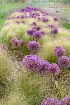 happy birthday card with purple flowers and grass