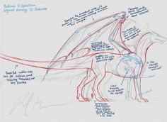 a drawing of a dragon with all its parts labeled on it's back side