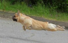 a dog jumping in the air to catch a frisbee