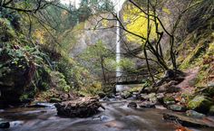 a stream running through a forest filled with lots of trees and leaves on the ground