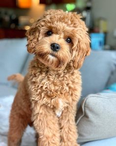 a small brown dog sitting on top of a bed