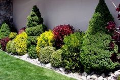 an assortment of trees and shrubs in front of a house