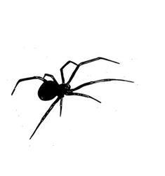 a black widow spider on a white background