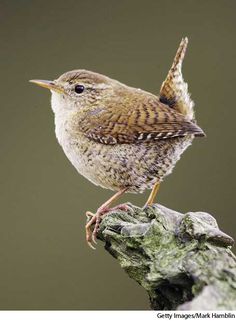 a small brown and white bird sitting on top of a rock