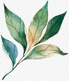 a watercolor painting of green leaves on a white background