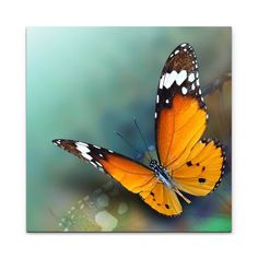 an orange butterfly with white spots on its wings