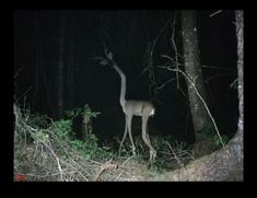 a giraffe standing in the woods at night