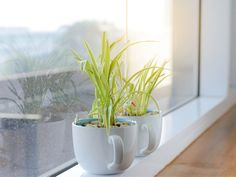 two mugs with plants in them sitting on a window sill