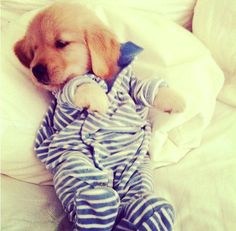 a puppy laying on top of a bed wearing pajamas