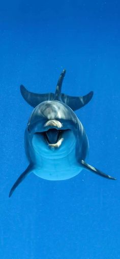 a dolphin swimming in the water with its mouth open and it's tongue out