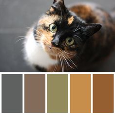 a calico cat sitting on the floor in front of color swatches