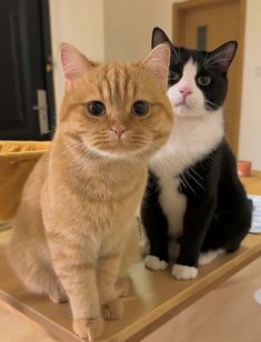 two cats sitting on top of a wooden table in front of a mirror with one cat looking at the camera