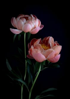 two pink flowers are in a vase on a black background