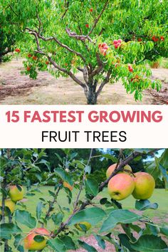 an apple tree with fruit growing on it and the words, 15 fastest growing fruit trees