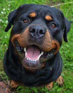 a black and brown dog sitting on top of a grass covered field with its mouth open