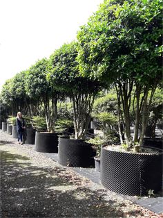 several trees lined up along the side of a road with one person walking by them