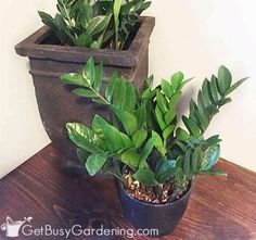 two potted plants sitting on top of a wooden table