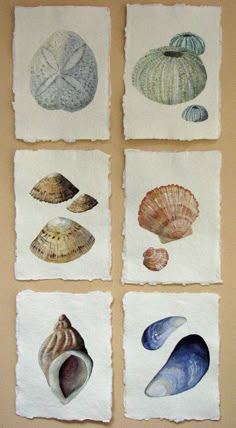 four seashells are displayed on the wall