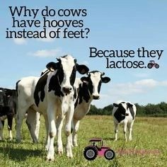 three cows standing in a field with the caption why do cows have hooves instead of feet?