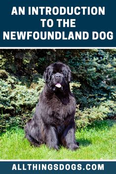 a large black dog sitting in the grass with trees behind it and text overlay that reads an instruction to the newfoundland dog