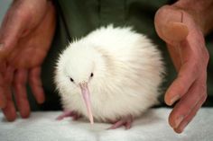 a baby kiwi is being held by someone's hands