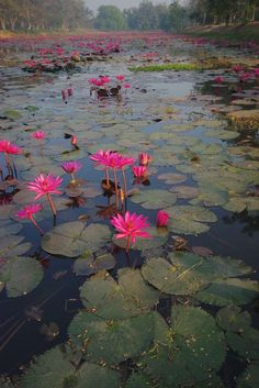 pink water lilies are blooming in the pond