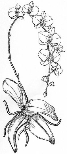 a drawing of a flower on a white background