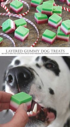 the dog is chewing on some green and pink treats that he has made for him