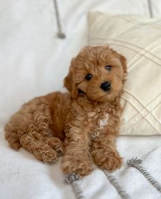 a small brown dog laying on top of a bed