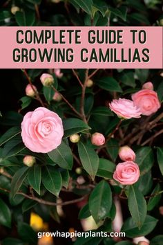 pink flowers with text overlay that says complete guide to growing camellias