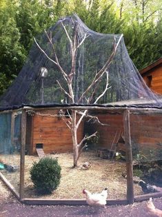 two chickens are in the yard under a clear cover