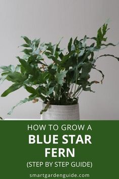 a potted plant with the words how to grow a blue star fern step by step guide