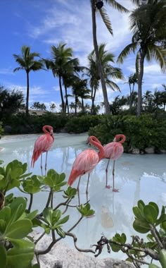 three flamingos are standing in the water near palm trees