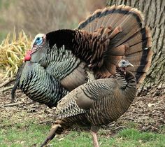 two turkeys are standing next to a tree