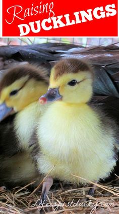 two ducklings are sitting in the hay together