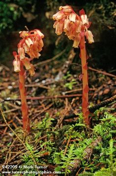 two red and yellow flowers in the woods with mossy ground behind them on a sunny day