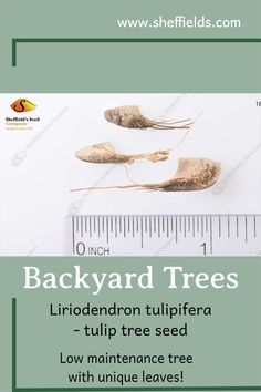 the back yard trees are shown with instructions for how to plant them and how to use them