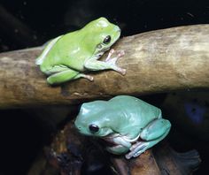 two green and white frogs sitting on top of a tree branch next to each other