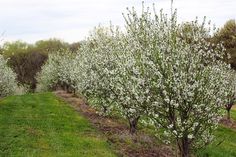 an apple tree with white flowers in the middle of a grassy area next to trees